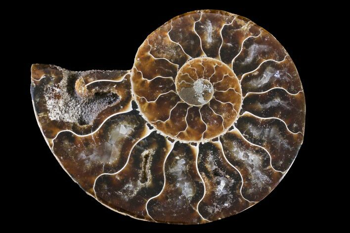 Cut & Polished Ammonite Fossil (Half) - Agate Replaced #146205